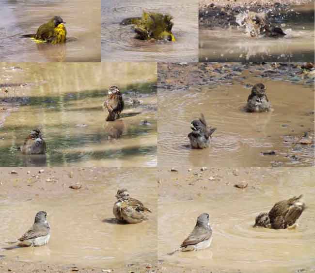 baño/bathing baño/bathing