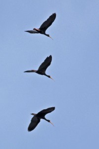 Cuervillo cara pelada/Bare-faced Ibis Cuervillo cara pelada/Bare-faced Ibis