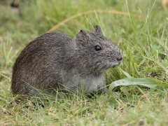 Cuis/Brazilian guinea pig Cuis/Brazilian guinea pig