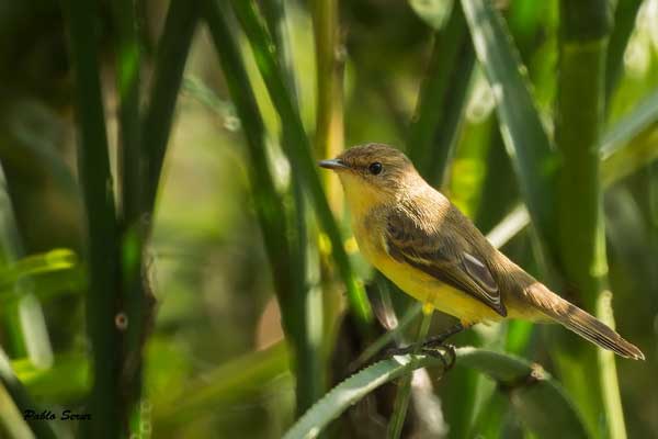 Doradito común/Warbling Doradito Doradito común/Warbling Doradito