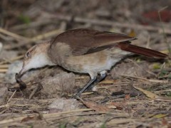 HorneroD/Rufous HorneroD HorneroD/Rufous HorneroD