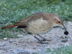 HorneroD/Rufous HorneroD HorneroD/Rufous HorneroD