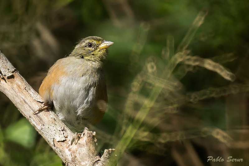 Monterita litoraleñaJ/Gray-throated Warbling-FinchJ Monterita litoraleñaJ/Gray-throated Warbling-FinchJ