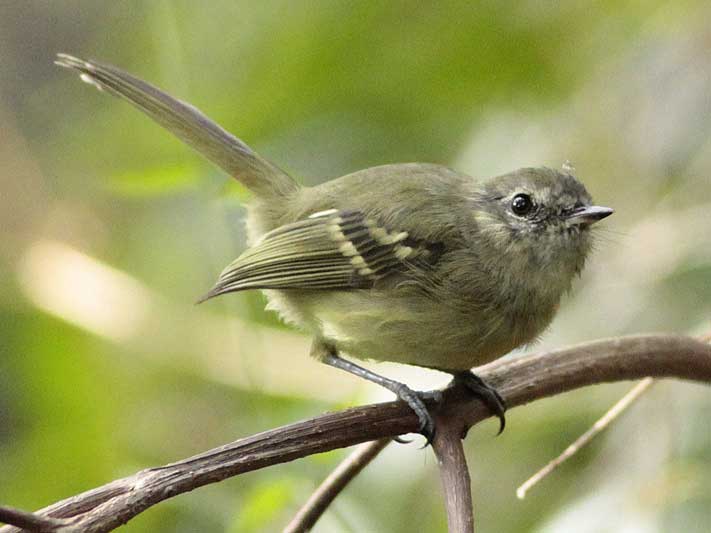 Mosqueta común/Mottle-cheeked Tyrannulet Mosqueta común/Mottle-cheeked Tyrannulet