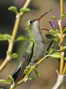 Picaflor comúnJ/Glittering-bellied EmeraldJ Picaflor comúnJ/Glittering-bellied EmeraldJ