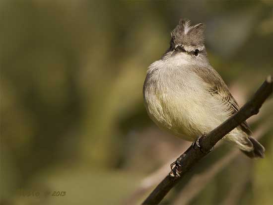 Piojito común/White-crested Tyrannulet Piojito común/White-crested Tyrannulet