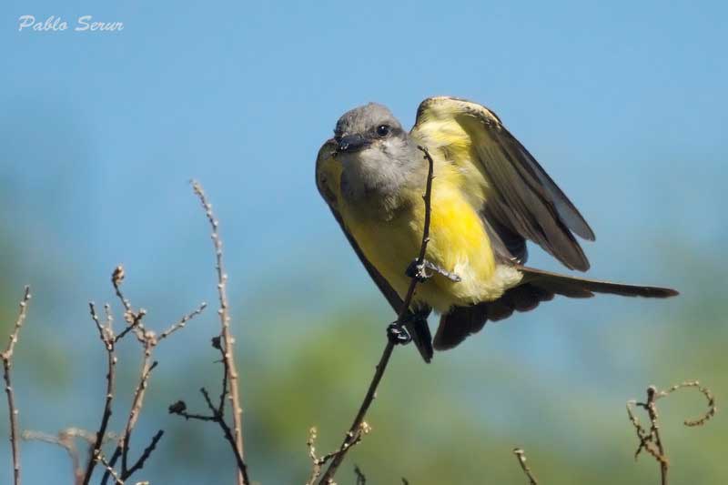 Suirirí real/Tropical Kingbird Suirirí real/Tropical Kingbird