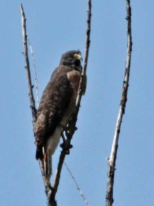 Taguató común/Roadside Hawk Taguató común/Roadside Hawk