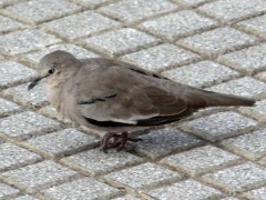 Torcacita común/Picui Ground-Dove Torcacita común/Picui Ground-Dove
