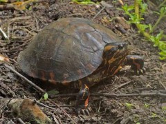 Tortuga pintada/Painted Turtle Tortuga pintada/Painted Turtle