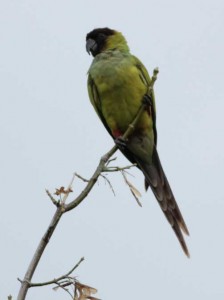 NandayJ/Nanday ParakeetJ NandayJ/Nanday ParakeetJ