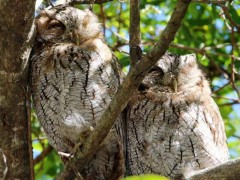 Alilicucu común/Tropical Screech-Owl Alilicucu común/Tropical Screech-Owl