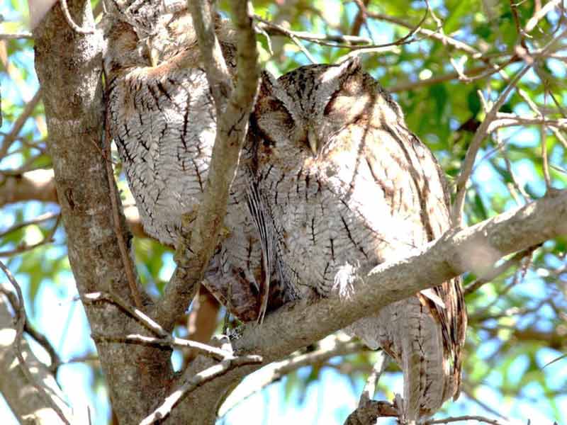 Alilicucu común/Tropical Screech-Owl Alilicucu común/Tropical Screech-Owl