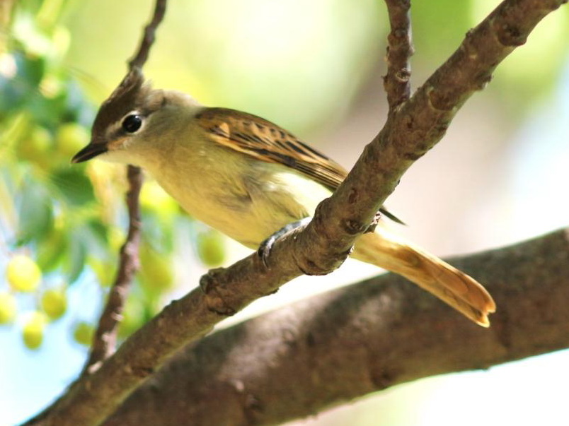 Anambé comúnJ/White-winged BecardJ Anambé comúnJ/White-winged BecardJ