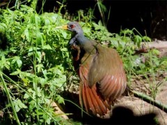 Chiricote/Gray-necked Wood-Rail Chiricote/Gray-necked Wood-Rail