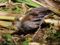 Pollona pintada/Spot-flanked Gallinule Pollona pintada/Spot-flanked Gallinule