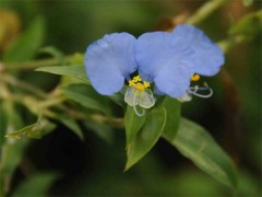 Flor de Santa Lucía/Whitemouth dayflower Flor de Santa Lucía/Whitemouth dayflower