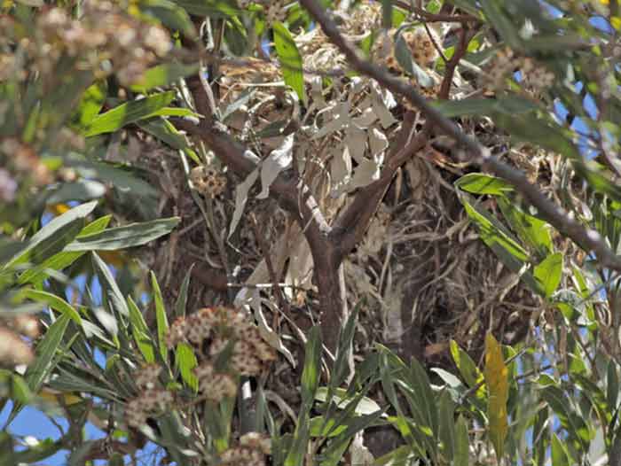 Anambé comúnN/White-winged BecardN Anambé comúnN/White-winged BecardN