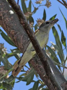 Anambé comúnH/White-winged BecardF Anambé comúnH/White-winged BecardF