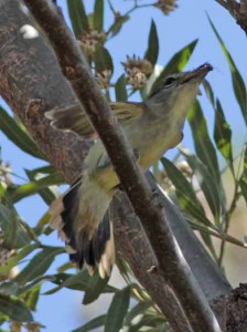 Anambé comúnH/White-winged BecardF Anambé comúnH/White-winged BecardF