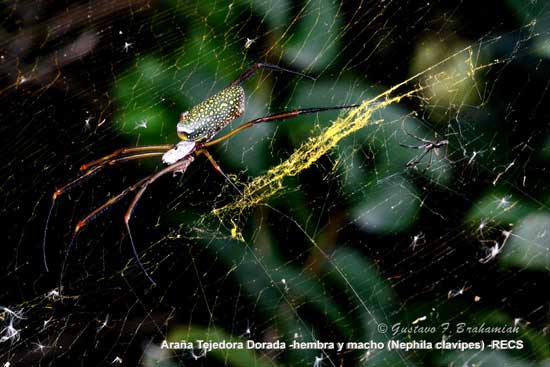 Araña seda de oro/Golden Silk Orbweaber Araña seda de oro/Golden Silk Orbweaber