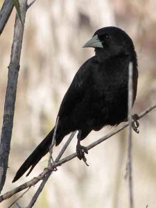 Boyero negro/Solitary Black Cacique Boyero negro/Solitary Black Cacique