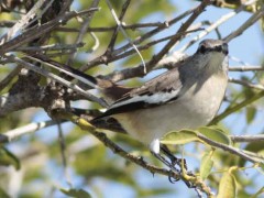 Calandria real/White-banded Mockingbird Calandria real/White-banded Mockingbird