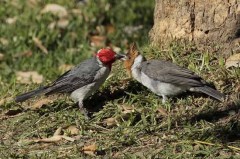 Cardenal comúnR/Red-crested CardinalB Cardenal comúnR/Red-crested CardinalB