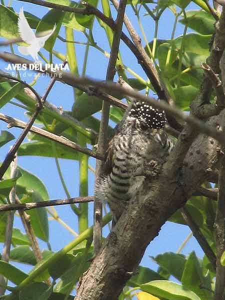 Carpinterito comúnH/White-barred PiculetF Carpinterito comúnH/White-barred PiculetF