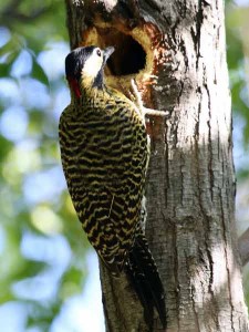 Carpintero realMR/Green-barred WoodpeckerMB Carpintero realMR/Green-barred WoodpeckerMB