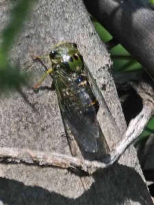 Chicharra/Dorisiana viridis Chicharra/Dorisiana viridis