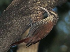 Chinchero chico/Narrow-billed Woodcreeper Chinchero chico/Narrow-billed Woodcreeper