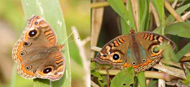 Cuatro ojos común/Southern Buckeye Cuatro ojos común/Southern Buckeye