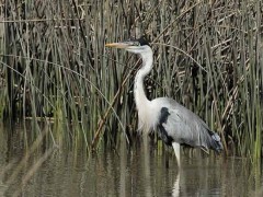 Garza mora/Cocoi Heron Garza mora/Cocoi Heron
