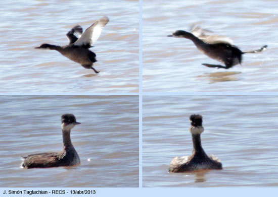 Macá común/White-tufted Grebe Macá común/White-tufted Grebe