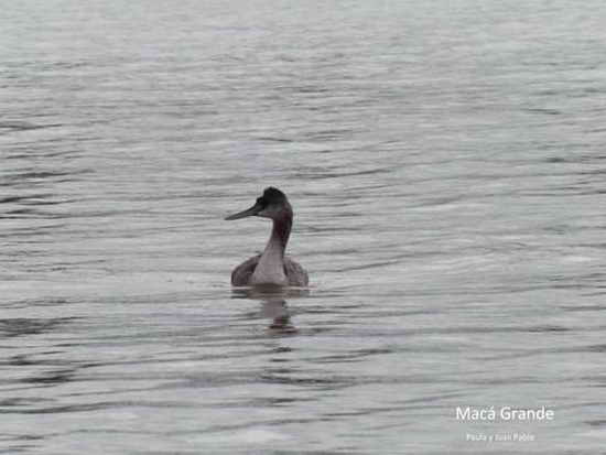 Macá grande/Great Grebe Macá grande/Great Grebe