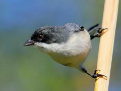 Monterita cabeza negra/Black-capped Warbling-Finch Monterita cabeza negra/Black-capped Warbling-Finch