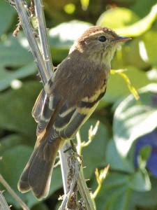 Mosqueta estriada/Bran-colored Flycatcher Mosqueta estriada/Bran-colored Flycatcher
