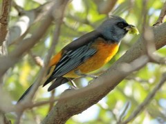 NaranjeroM/Blue-and-yellow TanagerM NaranjeroM/Blue-and-yellow TanagerM