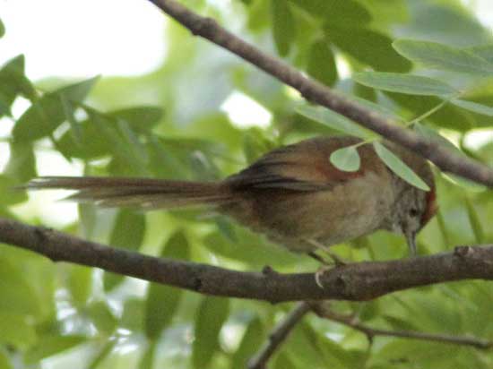 Pijuí plomizo/Spix's Spinetail Pijuí plomizo/Spix's Spinetail