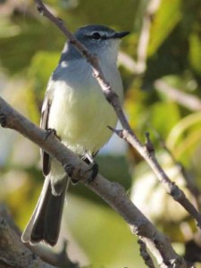 Piojito común/White-crested Tyrannulet Piojito común/White-crested Tyrannulet