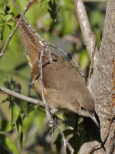 Ratona común/House Wren Ratona común/House Wren