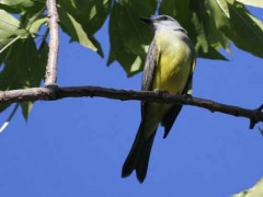 Surirí real/Tropical Kingbird Surirí real/Tropical Kingbird
