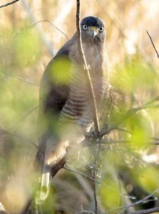 Taguató común/Roadside Hawk Taguató común/Roadside Hawk