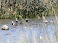 Tero común/Southern Lapwing Tero común/Southern Lapwing