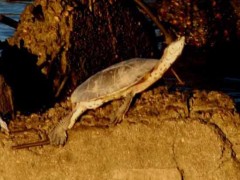 Tortuga de laguna/Side-necked Turtle Tortuga de laguna/Side-necked Turtle