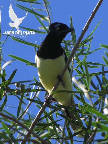 Urraca común/Plush-crested Jay Urraca común/Plush-crested Jay