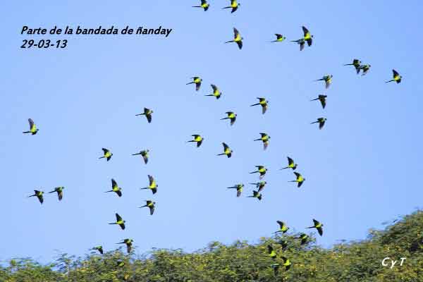 ÑandayB/Nanday ParakeetF ÑandayB/Nanday ParakeetF