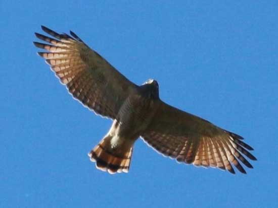 Taguató común/Roadside Hawk Taguató común/Roadside Hawk