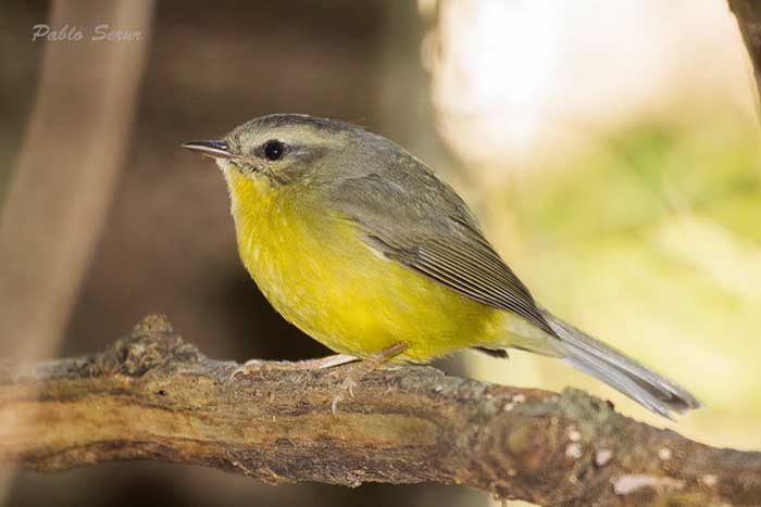 Arañero coronado chico/Golden-crowned Warbler Arañero coronado chico/Golden-crowned Warbler